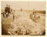 Norman Caple and Company, 1273 Buffalo Bones Gathered from the Prairie for Shipment, at Gull Lake, NWT, black and white photograph on paper