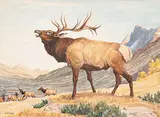 G.H.W. Ashley, Bugling Elk, watercolour on paper
