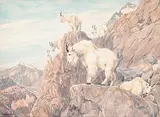 G.H.W. Ashley, Mountain Sheep on Rocky Ledge, watercolour on paper