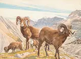 G.H.W. Ashley, Big Horn Sheep in Mountains, watercolour on paper