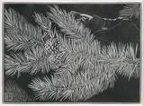 Henry Eric Bergman, Untitled - Pine Bough