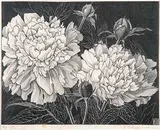 Henry Eric Bergman, Peonies #4/60