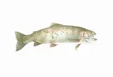 Jack Lee Cowin, Fish [Hen Rainbow] #26/50, 1983, colour lithograph on paper