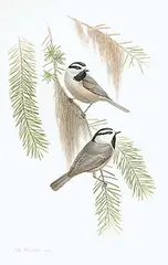 W Hunter, Untitled - Two Chickadees, 1987, watercolour on paper