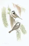 W Hunter, Untitled - Two Chickadees, 1987, watercolour on paper