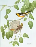 W Hunter, Untitled - Birds with Nest, 1986, watercolour on paper