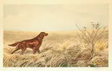 Boris Riabouchine, Untitled - Pointer and Bird, colour etching on paper