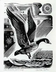 Laurence Hyde, Canada Goose #Artist's Proof, wood engraving on paper