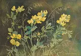 Annora Brown, Buffalo Beans