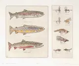 Mike Stidham, T.U. Special Edition #68/250, hand coloured etching on paper