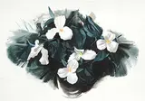 Charles Comfort, Trilliums, 1937, watercolour on paper