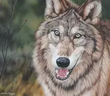 Darren Haley, Wolf Portrait, 1996, acrylic on hard board