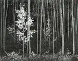 Aspens, Northern New Mexico by Ansel Adams, 1958, black and white photograph, sold Nov 2005