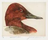 Jack Lee Cowin, Canvasback Drake #A.P.