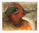 Jack Lee Cowin, Green-Winged Teal Drake
