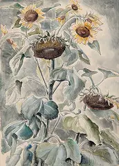 Mary Short, Sunflowers, watercolour on paper