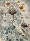 Mary Short, Sunflowers, watercolour on paper