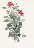 Molly Lamb Bobak, Geraniums
