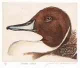 Jack Lee Cowin, Pintail Drake #A.P.