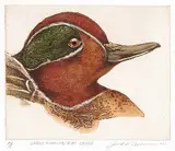 Jack Lee Cowin, Green-winged Teal Drake #A.P.