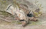 Thomas Mower Martin, Untitled - A Brace of Grouse