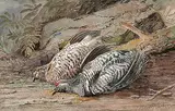 Thomas Mower Martin, Untitled - A Brace of Partridge
