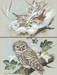 Basil Ede, Wrens, 1976, watercolour and gouache on paper