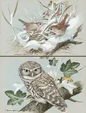 Basil Ede, Wrens, 1976, watercolour and gouache on paper