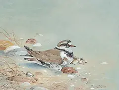 David Ord Kerr, Untitled - Ringed Plover and Young, watercolour and gouache on paper