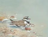 Untitled - Ringed Plover and Young by David Ord Kerr, watercolour and gouache on paper, sold Nov 2004