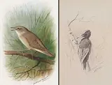 Archibald Thorburn, LOT OF TWO
