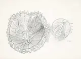 Jean Paul Riopelle, Untitled - Two Circular Figures, lithograph on paper