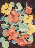 Annora Brown, Untitled - Nasturtiums