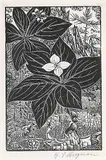 Henry Eric Bergman, Untitled - Dogwood