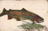 Jack Lee Cowin, Nymphing Rainbow [Western Trout Series] #8/25