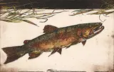 Jack Lee Cowin, Brown [Western Trout Series] #17/25