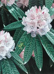 Ronald S. Parker, Rhododendron, 1996, acrylic on hard board