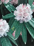 Ronald S. Parker, Rhododendron, 1996, acrylic on hard board