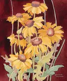 Annora Brown, Untitled - Gaillardia aristata