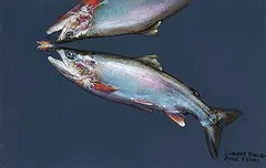 Robert Field, June 7, 2001 [Salmon and Fly], 2001, pastel on coloured paper