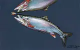 Robert Field, June 7, 2001 [Salmon and Fly], 2001, pastel on coloured paper