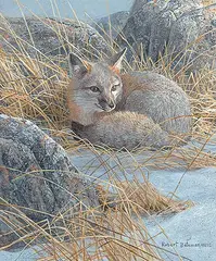 Robert Bateman, Untitled - Curled Up Swift Fox, 1989, acrylic on hard board