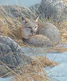 Robert Bateman, Untitled - Curled Up Swift Fox