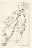 Lionel LeMoine FitzGerald, Salvia, 1927, etching on paper