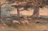 Marmaduke Matthews, Untitled - Sheep at Rest