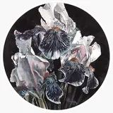 Vivian Thierfelder, Iris Cameo, 1983, watercolour on paper