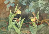 Annora Brown, Yellow Lady's Slipper