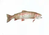 Jack Lee Cowin, Fish [Hen Rainbow] #33/50, 1983, colour lithograph on paper