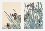 Imao Keinen, Untitled - Coot and Irises, 1890, colour wood block on paper