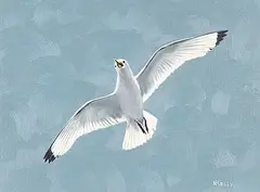 Norman Kelly, Seagull, oil on canvas board